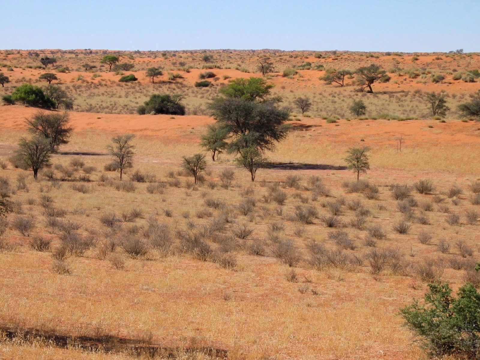 Central Kalahari Game Reserve