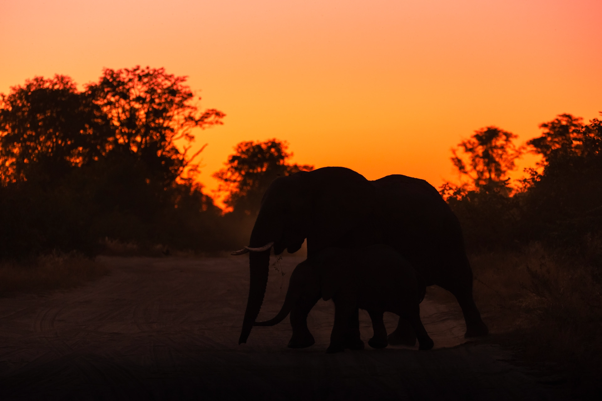 Chobe National Park