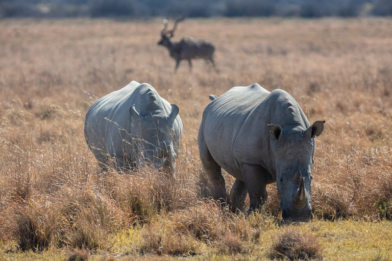 Khama Rhino Sanctuary