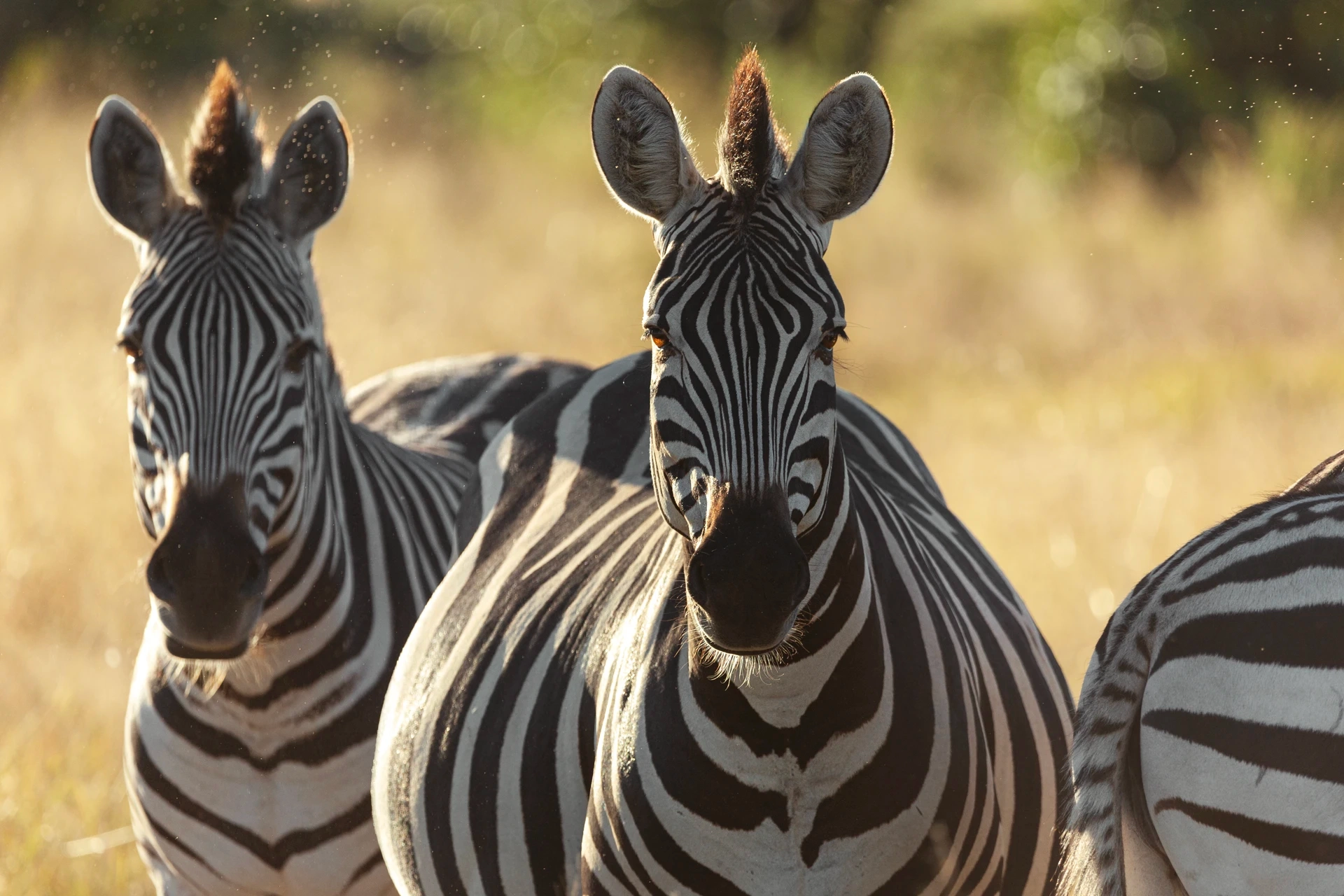 Moremi Game Reserve