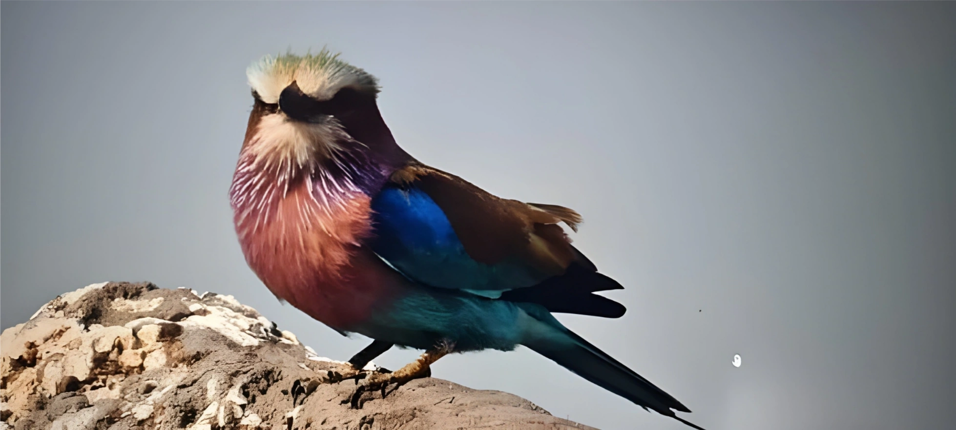 Okavango Safari Experience - Lilac breasted roller 
