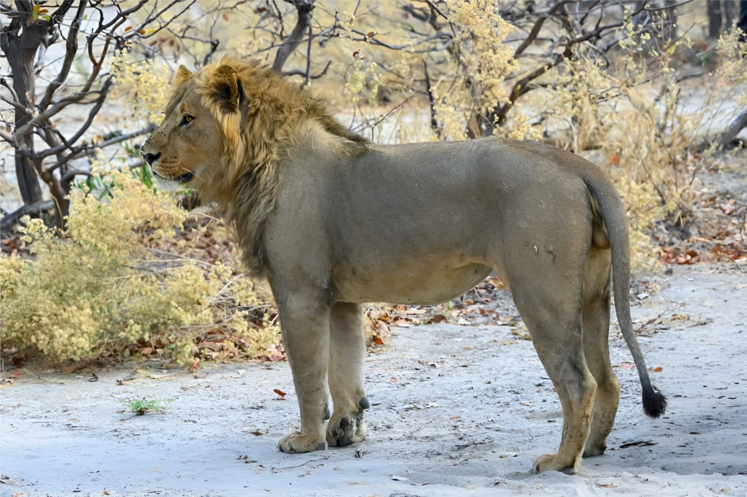 Okavango Safari Experience - Lions in botswana 01 