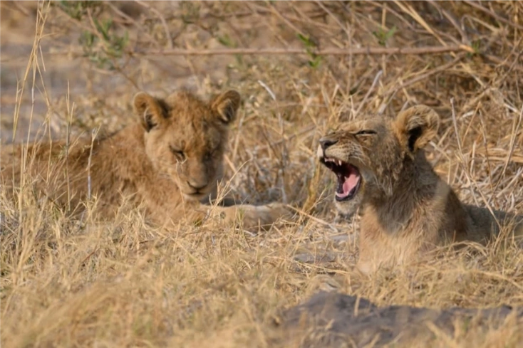 Okavango Safari Experience - Lions in okavango exploration safari 