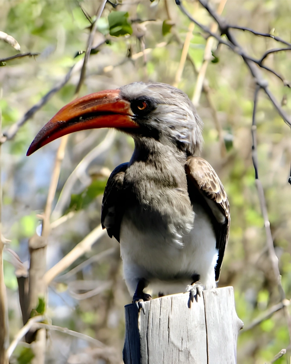 Okavango Safari Experience - Southern red billed hornbill 