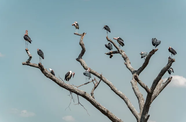 Botswana Safari Memory