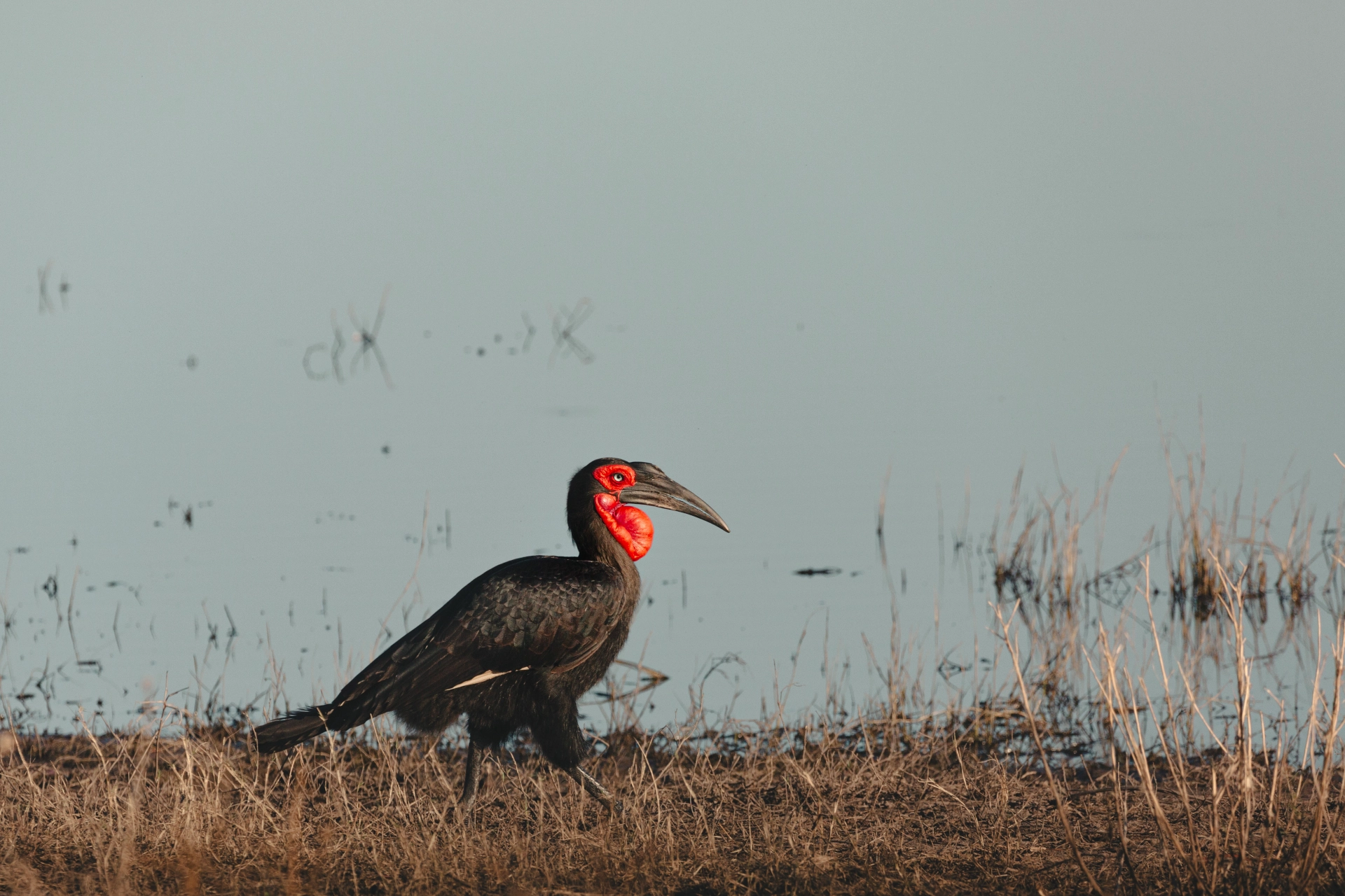 Moremi Game Reserve