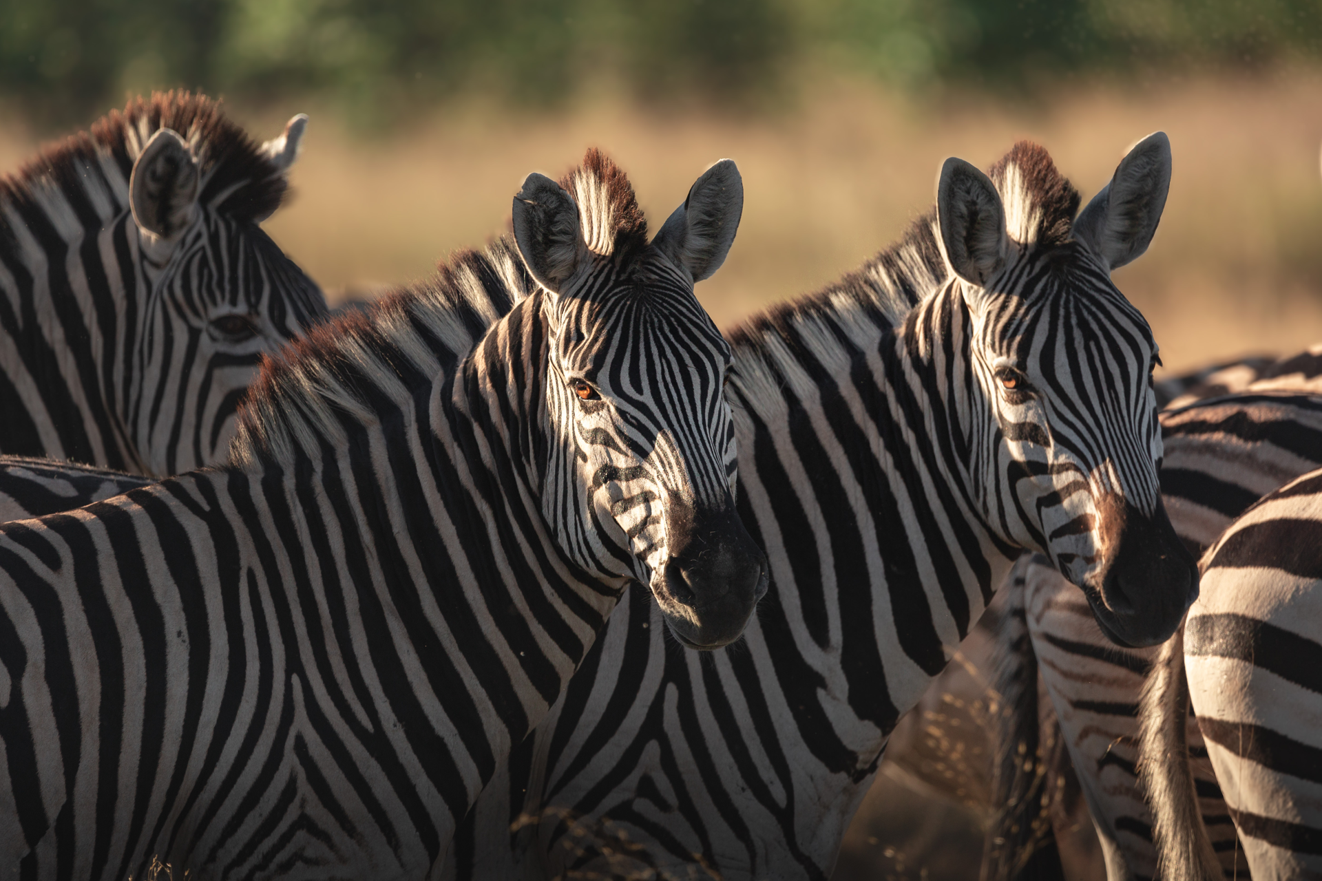 Okavango Delta