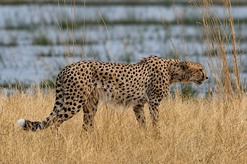 Cheetah Safari – Safari landscape