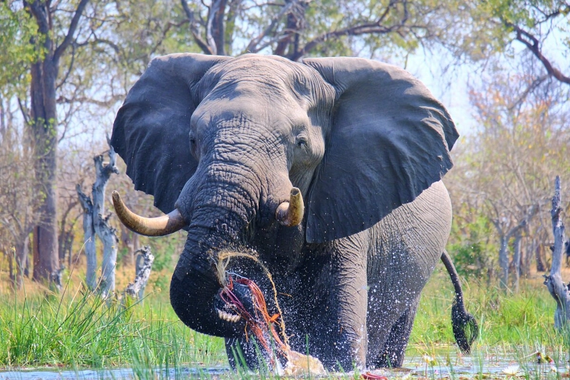 Elephant Safari – Safari landscape
