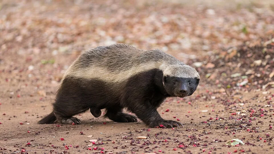 Honey Badger Safari