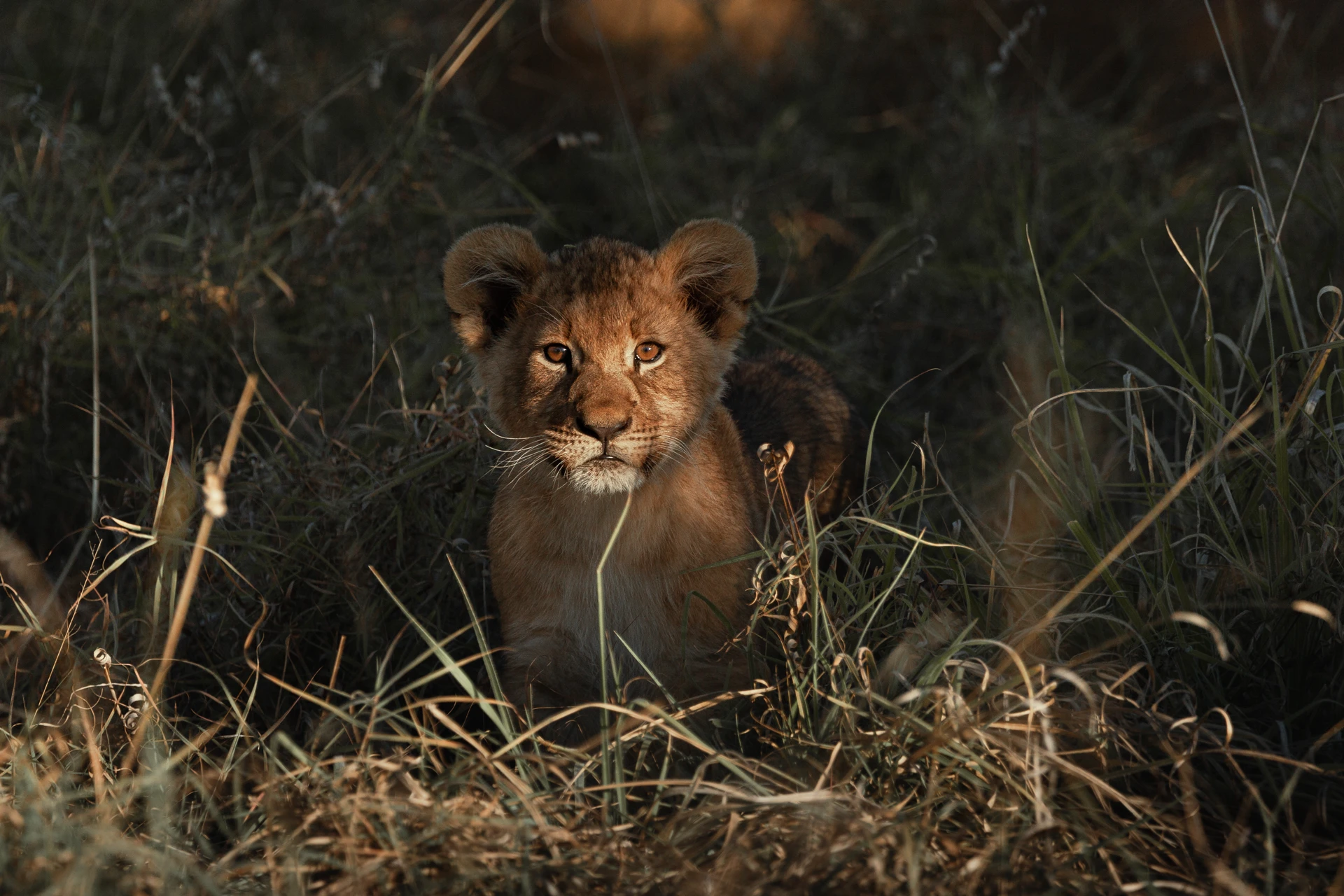 Safari section 2