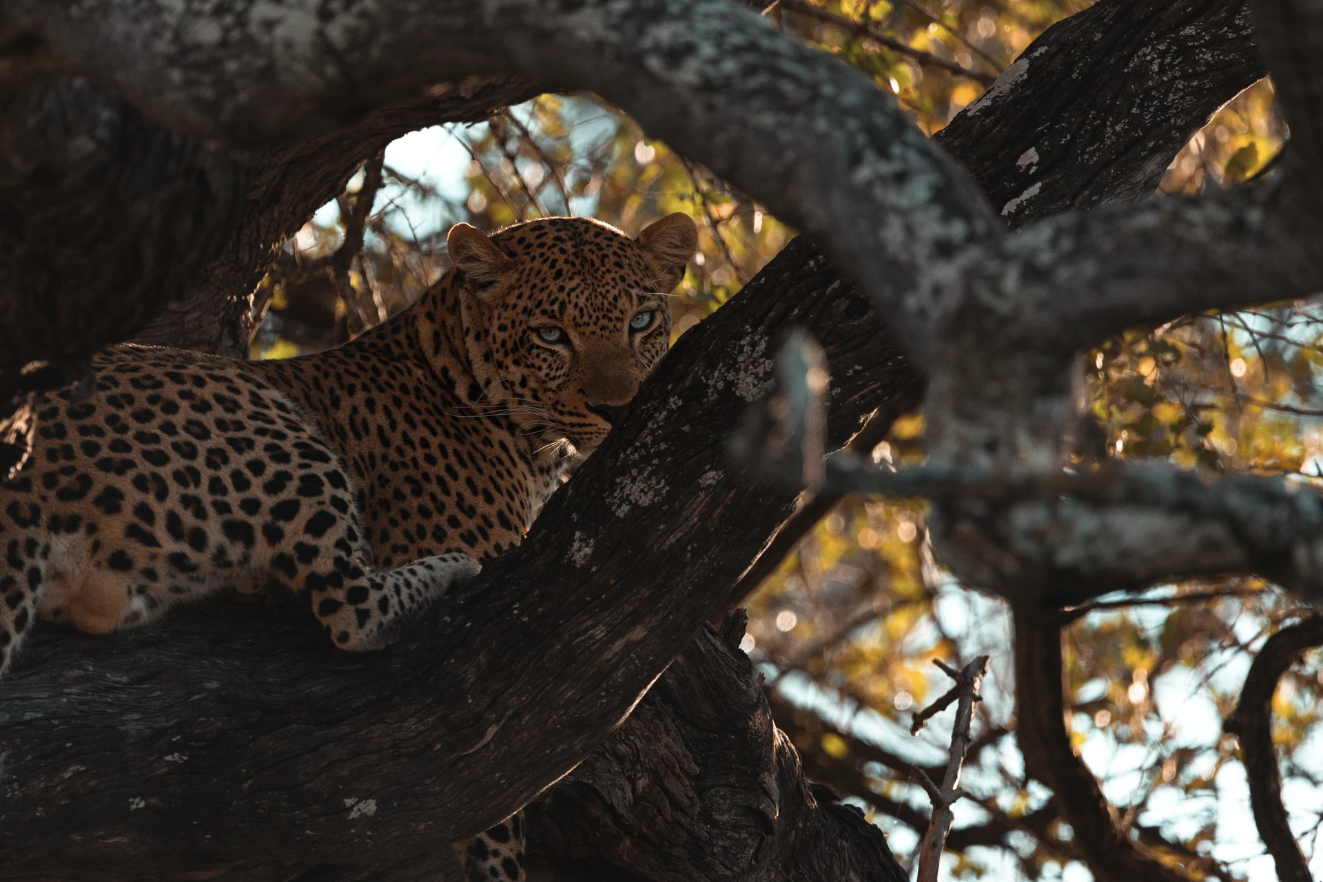 Safari section 4