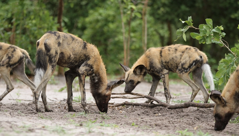 Wild Dog Safari – Safari landscape